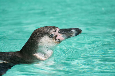 Close-up of turtle in swimming pool