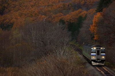 Train on railroad track in forest during autumn