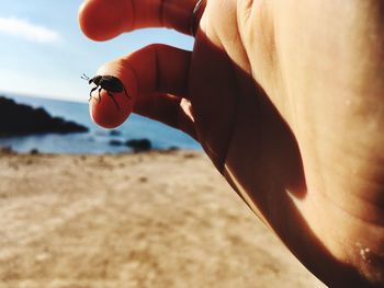 Cropped hand holding insect at beach