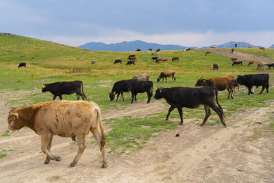 Herd of sheep on field