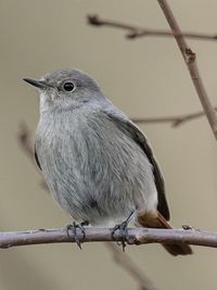 Close-up of bird perching outdoors