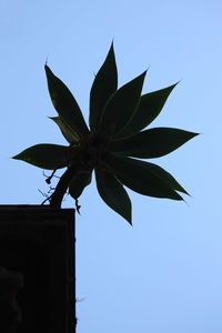 Low angle view of plant against clear blue sky