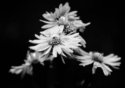 Close-up of flowers blooming against black background