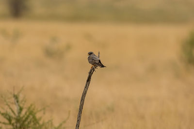 Close-up of a bird perching on a field