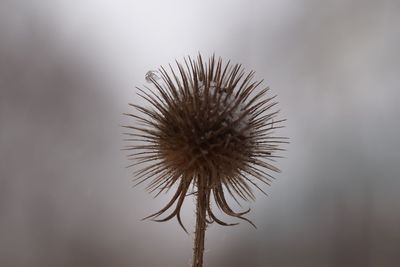 Close-up of thistle