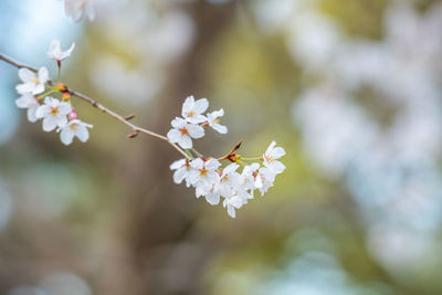 Close-up of white cherry blossom tree