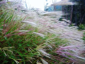 Close-up of plants growing on field in forest