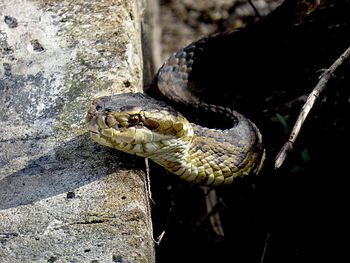 Close-up of lizard on rock