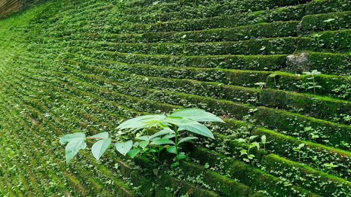 High angle view of wet leaves on field