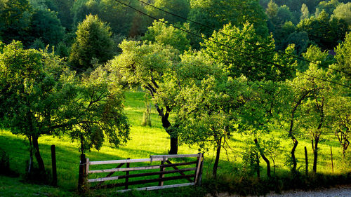 Trees in field