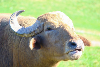 Close-up of a horse on grass