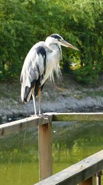 High angle view of gray heron perching on wood