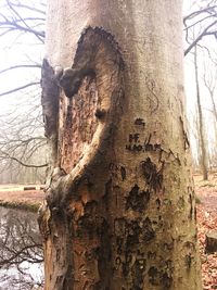 Close-up of tree trunk