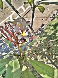 Close-up of flowers growing on tree