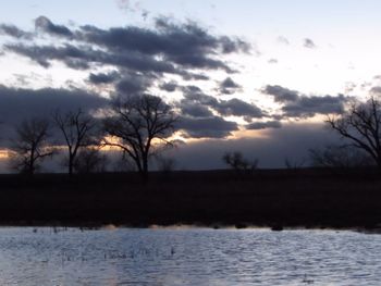 Bare trees on field at sunset