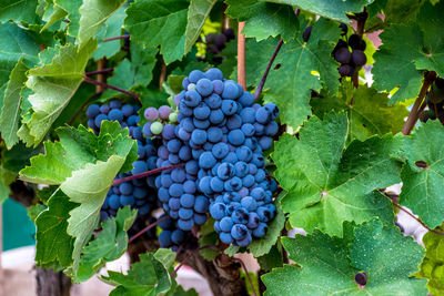 Close-up of grapes growing in vineyard