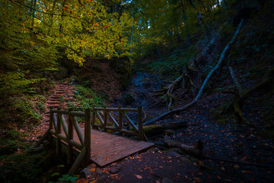 Trees in forest during autumn