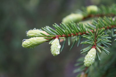 Close-up of plant