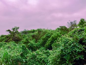 Plants and trees in forest against sky