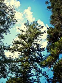 Low angle view of trees against blue sky