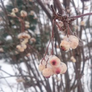 Close-up of snow on tree