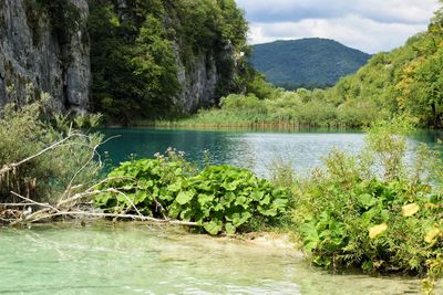 Scenic view of lake in forest