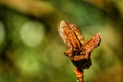 Close-up of butterfly on leaf