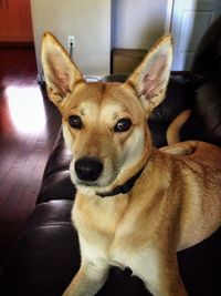 Close-up portrait of dog sitting at home