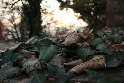 Close-up of leaves on tree trunk