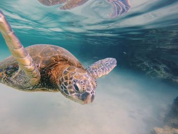 Close-up of turtle swimming in sea