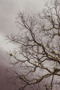 Bare tree against sky