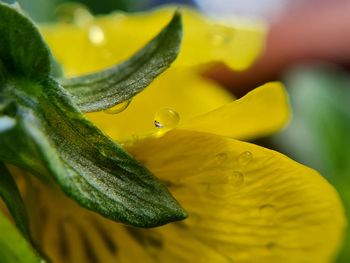 Close-up of raindrops on yellow flower