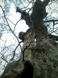 Low angle view of bare trees against sky