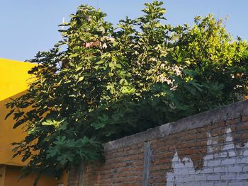 Low angle view of plant against building