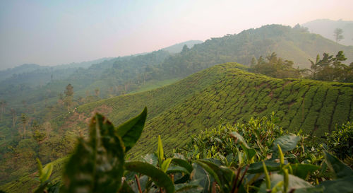 Scenic view of agricultural landscape against sky