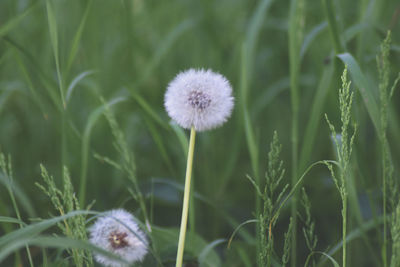 Close-up of dandelion flower on field