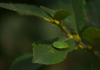Close-up of green leaves
