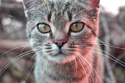 Close-up portrait of a cat