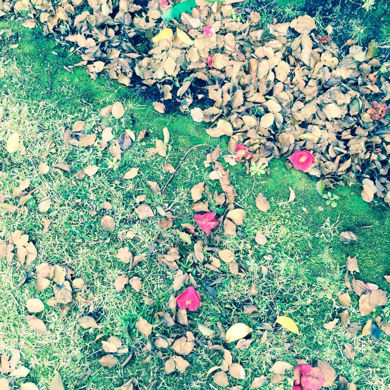 flower, high angle view, leaf, growth, plant, pink color, fragility, nature, petal, field, grass, multi colored, freshness, beauty in nature, day, outdoors, fallen, no people, green color, autumn