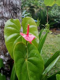 Close-up of red leaf on plant