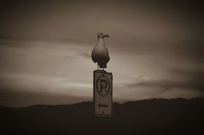 A seagull sitting on a no parking sign at the beach.