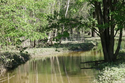Scenic view of lake in forest