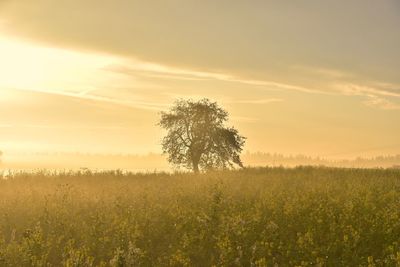 Scenic view of field against sky during sunset