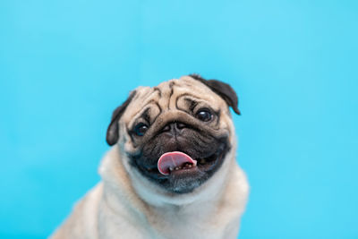 Close-up portrait of a dog over blue background