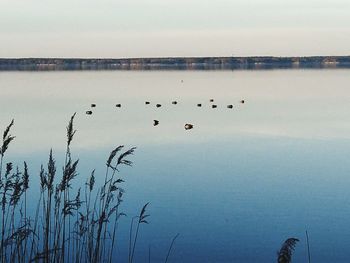 Flock of birds in lake
