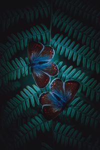 High angle view of leaves