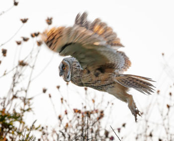 Close-up of a owl in flight