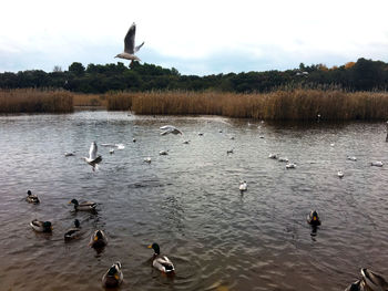 Ducks swimming in lake