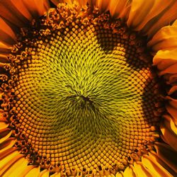 Full frame shot of sunflower