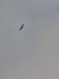 Low angle view of bird flying in sky